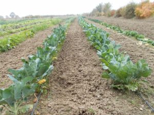 Az. Agricola Biologica AL Boattino