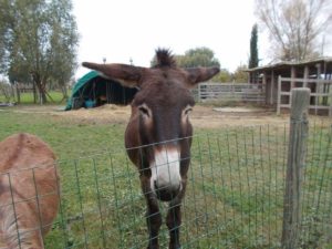 Az. Agricola Biologica AL Boattino