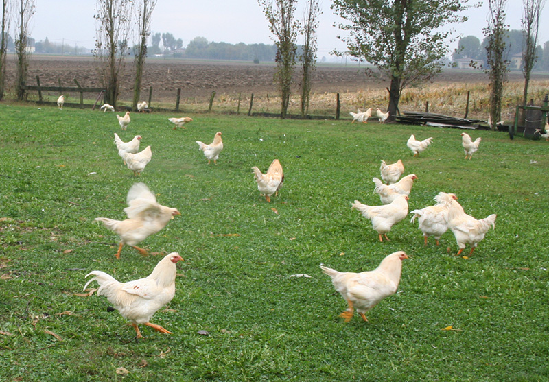pollo_semibrado2