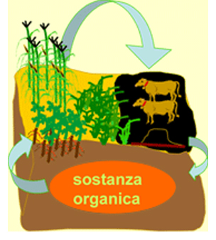 ciclobio