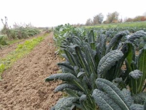 Az. Agricola Biologica AL Boattino