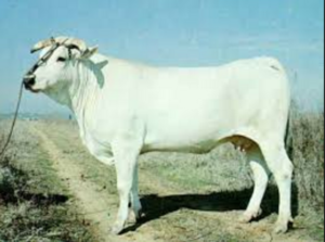 razze bovine: chianina