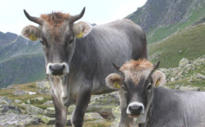 Razze bovine: grigio alpina
