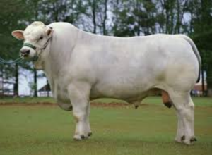 razze bovine: marchigiana