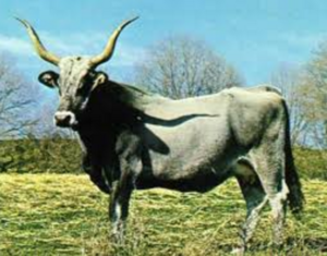 razze bovine: maremmana