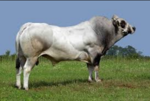 razze bovine: piemontese