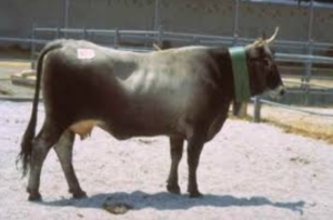razze bovine: podolica