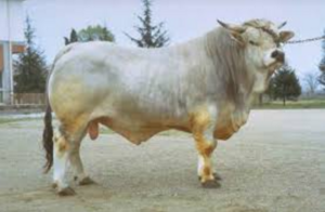 razze bovine: romagnola