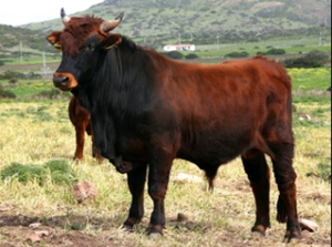 razze bovine: sarda modicana