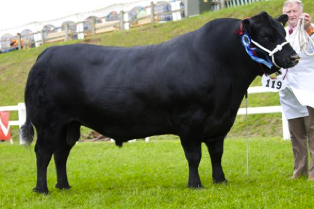 razza Aberdeen Black Angus