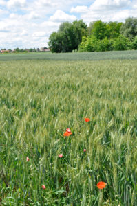 fasce tampone in agricoltura