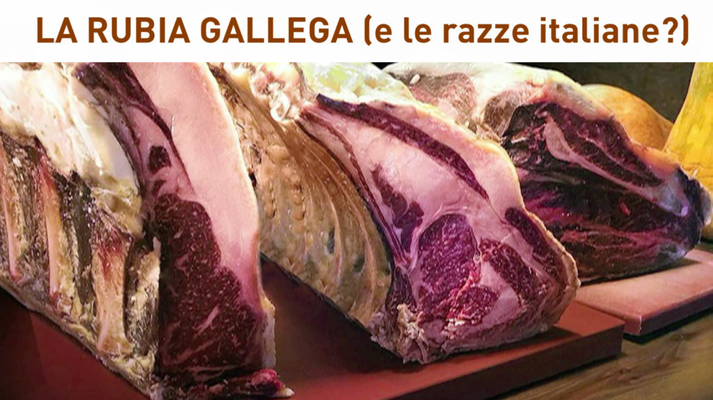 rubia gallega galiziana